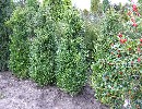 Buxus sempervirens arborescens